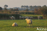 Schaap (Ovis domesticus)