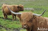 Highland Cow (Bos domesticus)