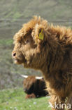 Highland Cow (Bos domesticus)