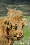 Highland Cow (Bos domesticus)