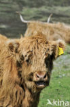 Highland Cow (Bos domesticus)