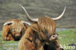 Highland Cow (Bos domesticus)