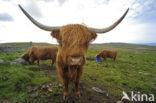 Highland Cow (Bos domesticus)