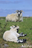 Scottish Blackface schaap (Ovis domesticus)