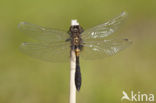 Sierlijke witsnuitlibel (Leucorrhinia caudalis) 