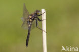 Sierlijke witsnuitlibel (Leucorrhinia caudalis) 