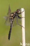 Sierlijke witsnuitlibel (Leucorrhinia caudalis) 