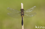 Sierlijke witsnuitlibel (Leucorrhinia caudalis) 