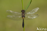 Sierlijke witsnuitlibel (Leucorrhinia caudalis) 