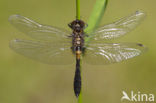 Lilypad White-faced Darter (Leucorrhinia caudalis)