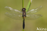 Sierlijke witsnuitlibel (Leucorrhinia caudalis) 