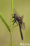 Sierlijke witsnuitlibel (Leucorrhinia caudalis) 