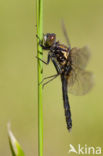 Sierlijke witsnuitlibel (Leucorrhinia caudalis) 