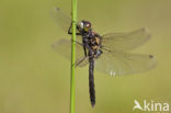 Sierlijke witsnuitlibel (Leucorrhinia caudalis) 