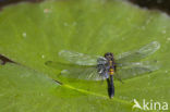 Sierlijke witsnuitlibel (Leucorrhinia caudalis) 