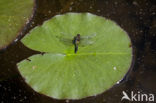 Sierlijke witsnuitlibel (Leucorrhinia caudalis) 