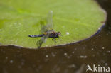 Sierlijke witsnuitlibel (Leucorrhinia caudalis) 