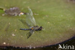 Sierlijke witsnuitlibel (Leucorrhinia caudalis) 