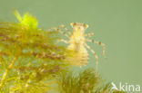 Sierlijke witsnuitlibel (Leucorrhinia caudalis) 