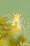 Sierlijke witsnuitlibel (Leucorrhinia caudalis) 