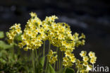 Slanke sleutelbloem (Primula elatior)