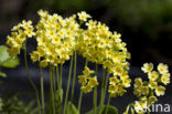 Oxlip (Primula elatior)