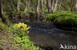 Slanke sleutelbloem (Primula elatior)