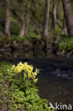 Oxlip (Primula elatior)