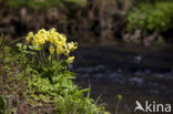 Slanke sleutelbloem (Primula elatior)