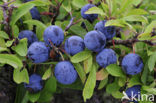 Sloe