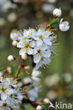 Sleedoorn (Prunus spinosa)