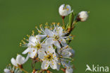 Sleedoorn (Prunus spinosa)