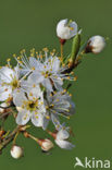 Sleedoorn (Prunus spinosa)