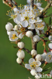 Sleedoorn (Prunus spinosa)