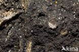Slijmige veenkorst (Placynthiella uliginosa)