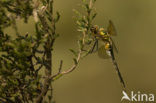 Smaragdlibel (Cordulia aenea)