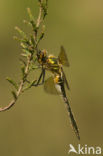 Smaragdlibel (Cordulia aenea)