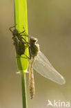 Smaragdlibel (Cordulia aenea)