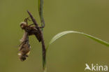 Downy Emerald (Cordulia aenea)