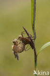 Downy Emerald (Cordulia aenea)