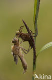 Smaragdlibel (Cordulia aenea)