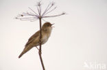 Savi’s Warbler (Locustella luscinioides)