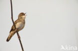 Savi’s Warbler (Locustella luscinioides)