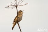 Savi’s Warbler (Locustella luscinioides)