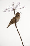 Savi’s Warbler (Locustella luscinioides)