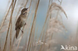 Savi’s Warbler (Locustella luscinioides)