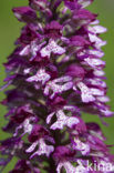 Soldaatje x Purperorchis (Orchis militaris x Orchis purpurea)