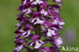 Soldaatje x Purperorchis (Orchis militaris x Orchis purpurea)