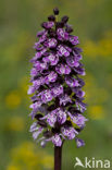 Soldaatje x Purperorchis (Orchis militaris x Orchis purpurea)