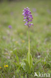 Soldaatje (Orchis militaris) 